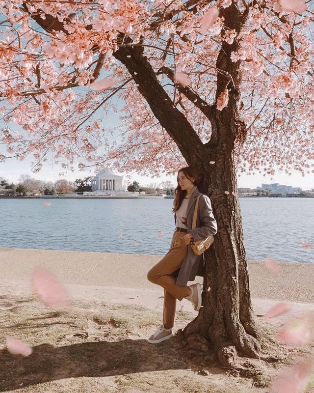 Washington DC's Week-Long Pink Blossom Forecast