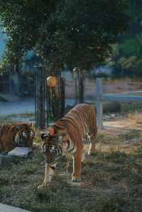 親子好去處溫州景山動物園爬山看動物