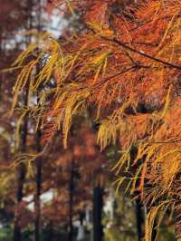 千燈水亭：深冬浪漫紅葉之美，最新打卡聖地等你來