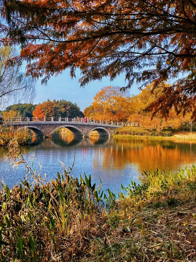 Suzhou Tiger Hill‖Admire the autumn ceiling