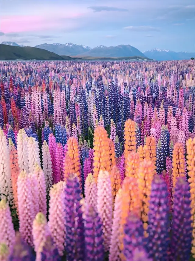 The lupins in New Zealand are about to bloom in spring, are you sure you don't want to come and see?