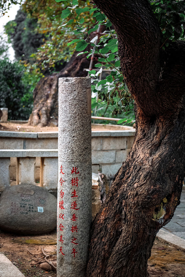 福建最大的佛寺，坐擁中國最高雙石塔，就在閩C泉州｜開元寺