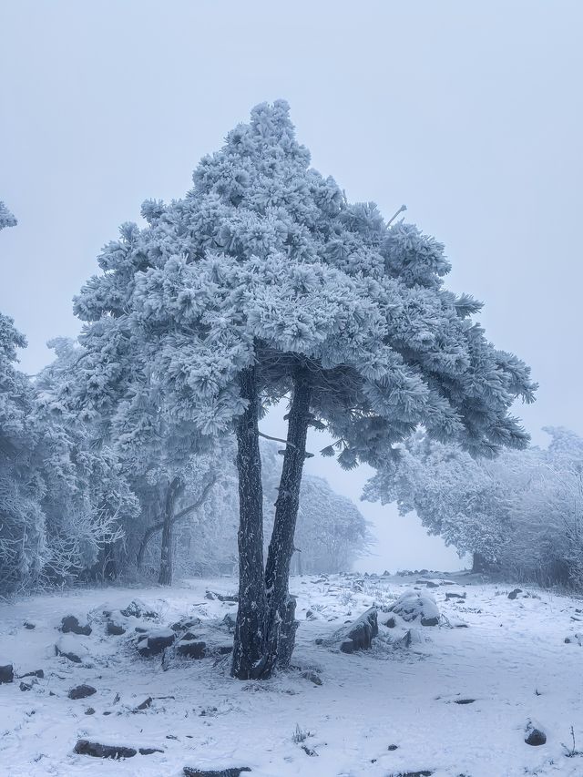 浙江湖州｜龍王山初雪旅遊避坑指南攻略！！！