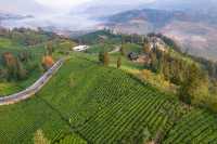 走進貴州普安縣，參加2024年“貴州綠茶”第一採活動
