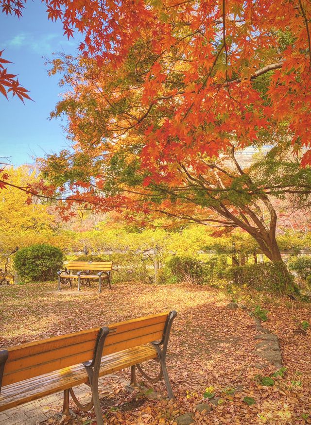 日本—日比谷公園一紅葉與銀杏