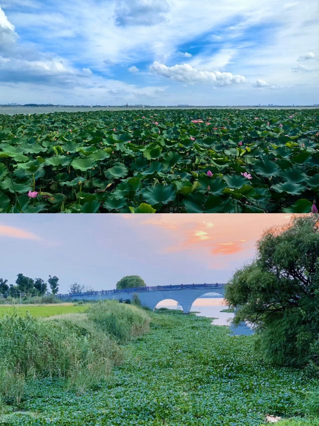 陽瀟湖不止有大閘蟹，蓮花島也很美哟~