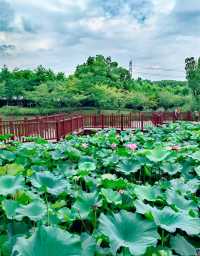 夏日賞荷,這裡的荷池別樣的美