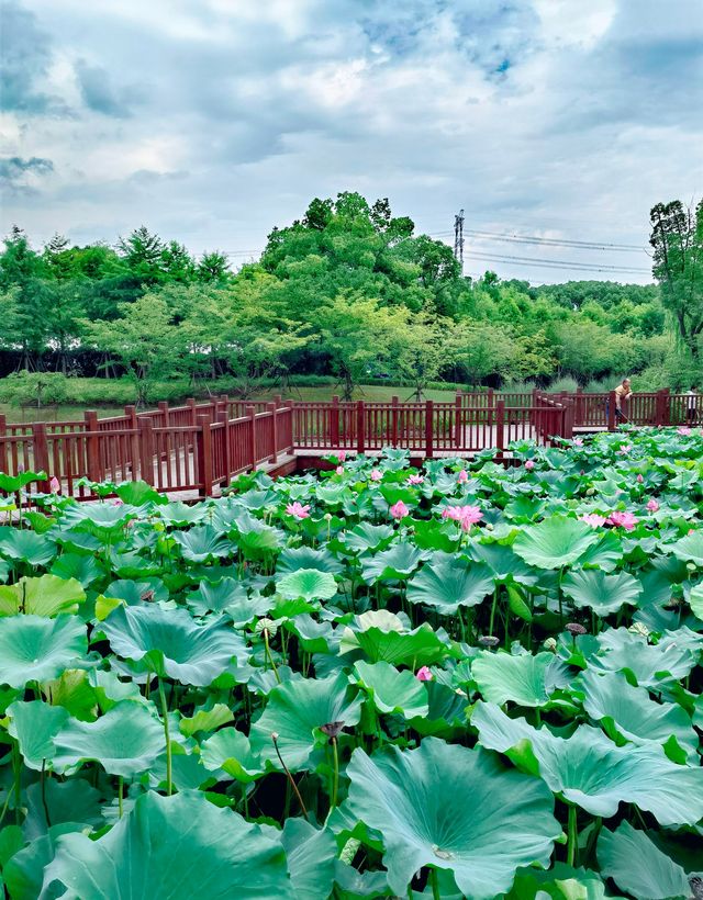 夏日賞荷,這裡的荷池別樣的美 夏日賞荷,這裡的荷池別樣的美