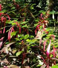 興隆熱帶植物園——科技是第一生產力的實例解讀