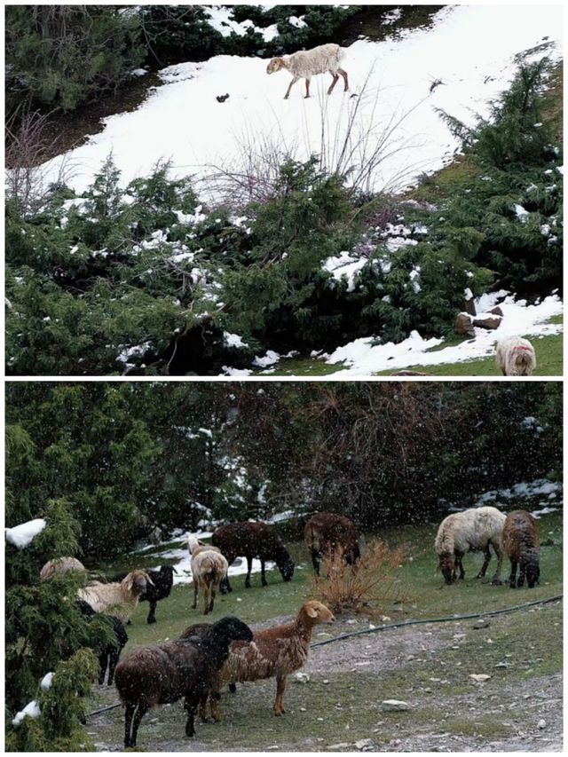 克州冰川公園｜一個同時擁有冰川的雪白與森林的青翠的神奇之地