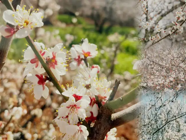 Er Yuan Songhe Village Fengyu Town | Find a quiet place to appreciate ten miles of plum blossoms