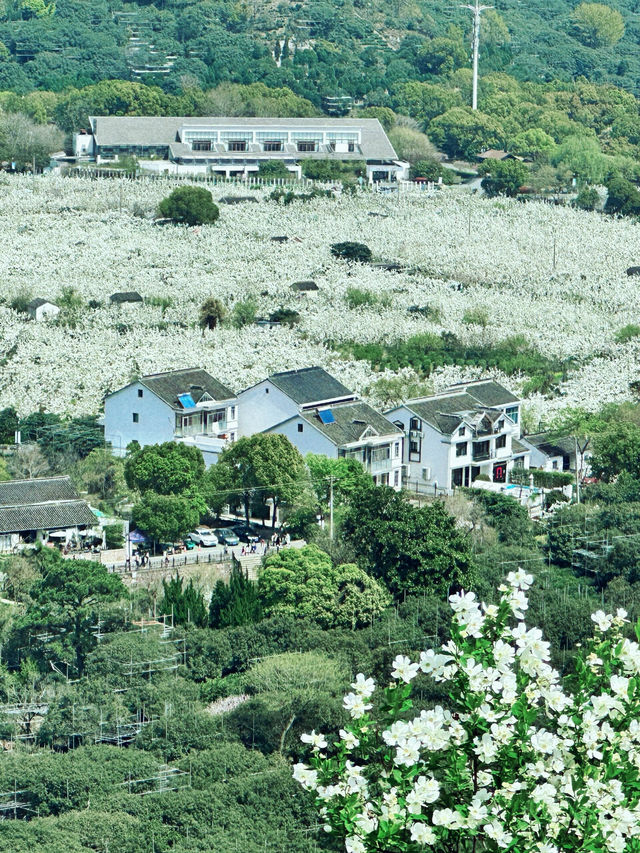 蘇州樹山生態村|梨花一支春帶雨 蘇州樹山生態村|梨花一支春帶雨