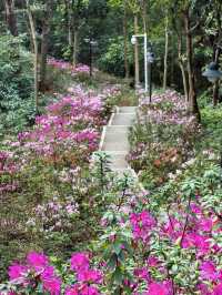 廣州春日限定的這條花路，我先走了