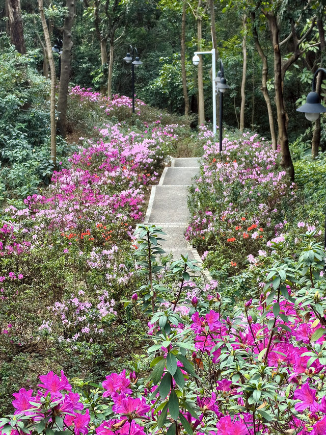 廣州春日限定的這條花路，我先走了