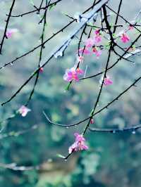粵北觀冰花