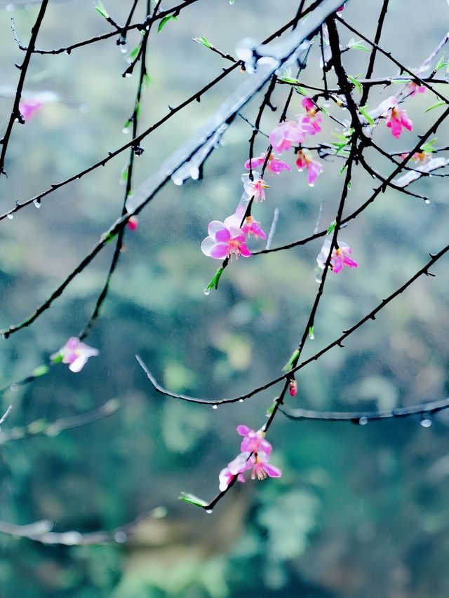 粵北觀冰花