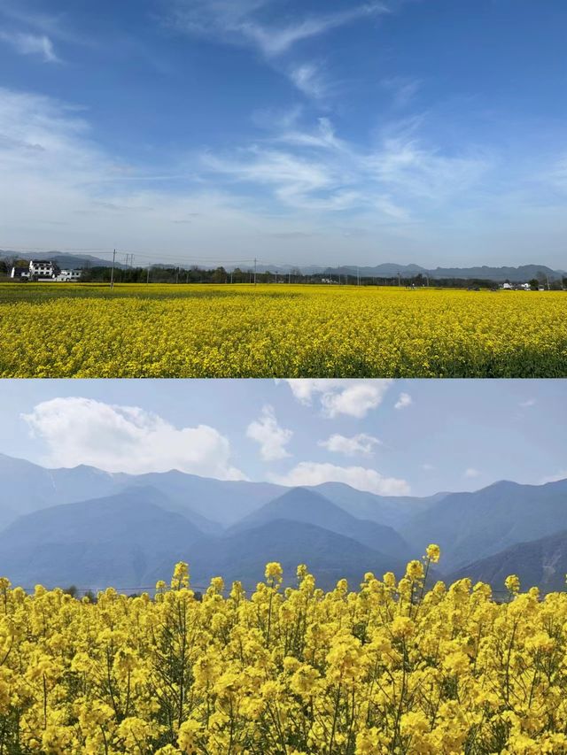 黃山黟縣3月最美賞花記