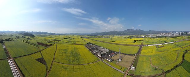 3月10日好拍攝，羅平油菜花進入結籽階段