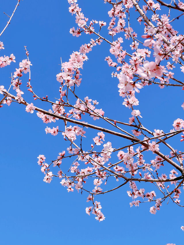 奧森北園賞桃花