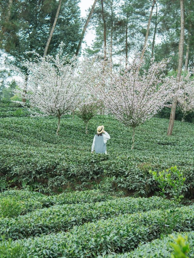 成都周邊｜太愛這個茶園裡開滿櫻花的文藝村