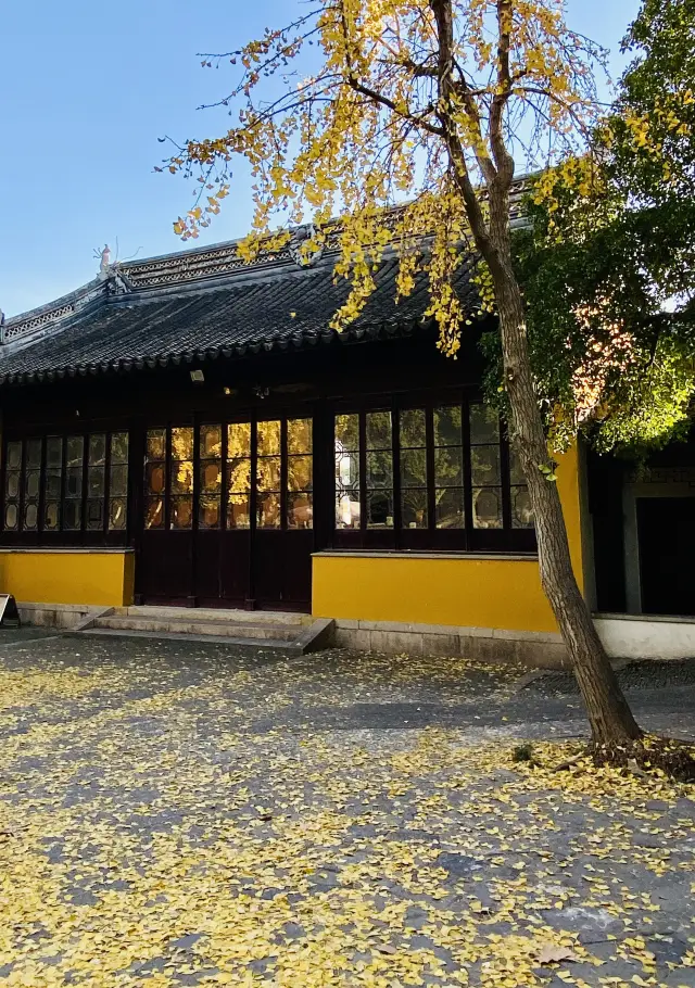 Ginkgo and maple leaves at the North Temple Pagoda, and a cat