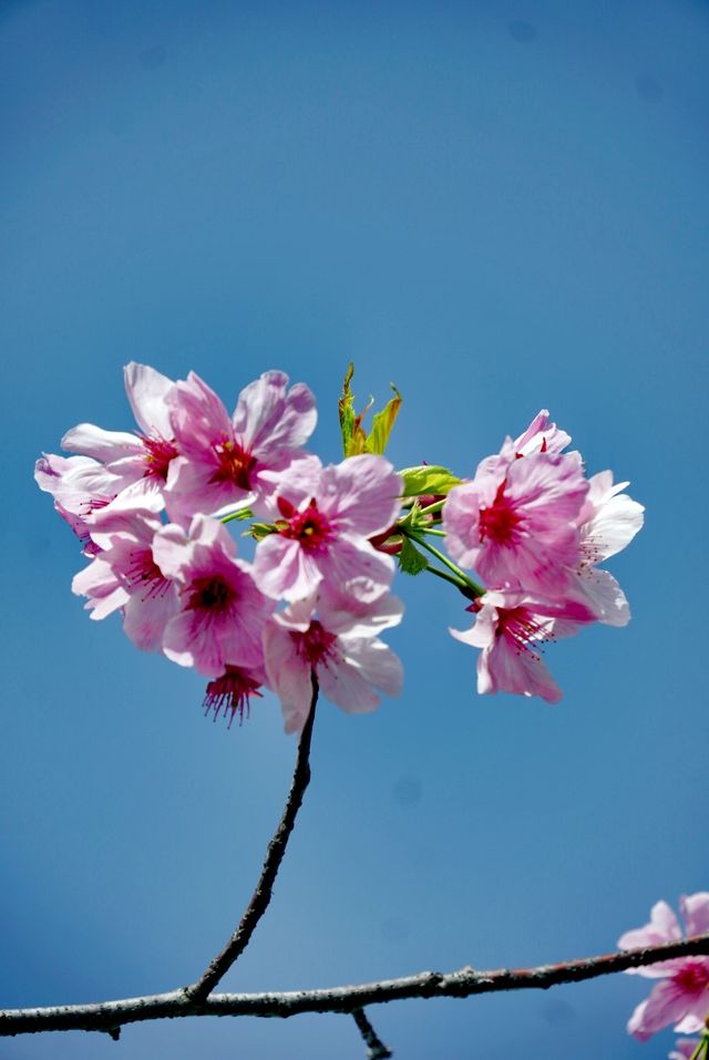 世紀公園賞櫻花