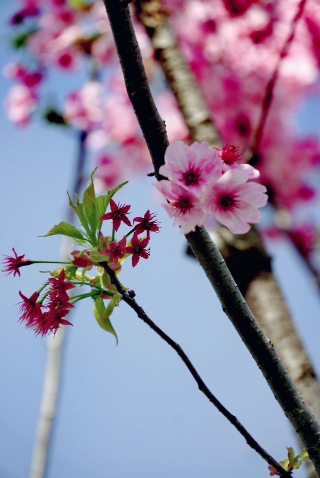 世紀公園賞櫻花