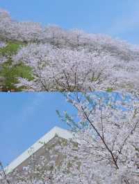 長沙｜櫻花大道·晚安文化公園