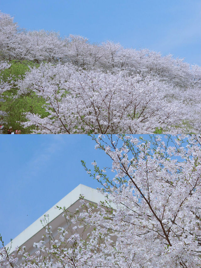 長沙｜櫻花大道·晚安文化公園