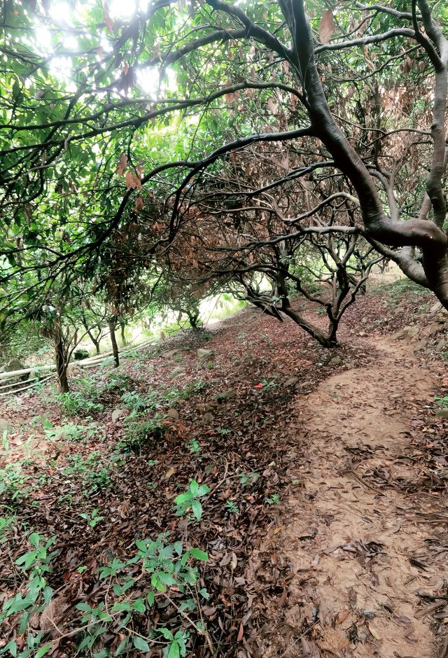 東莞週末小眾溯溪拍照點-大嶺山