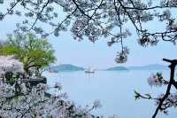 花筑奢·無錫｜在櫻花如雲似錦的季節，來鼋頭渚吧