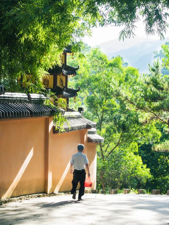 深圳小眾徒步森林，真的太美了～