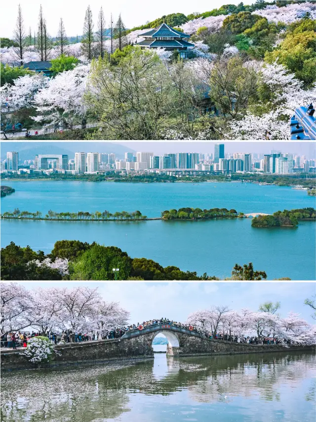 This is the correct way to enjoy the cherry blossoms in the spring of Jiangnan