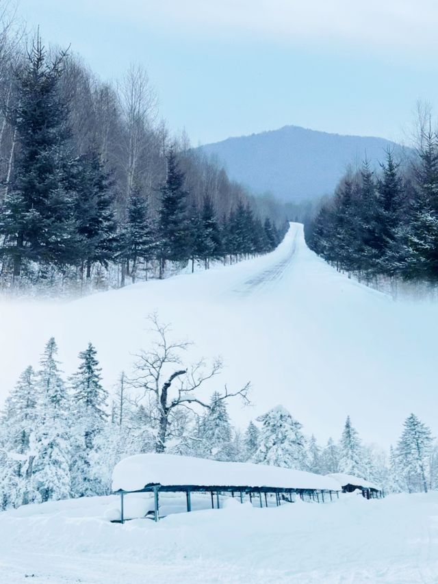 銀碗盛雪，共赴雪後鳳凰山