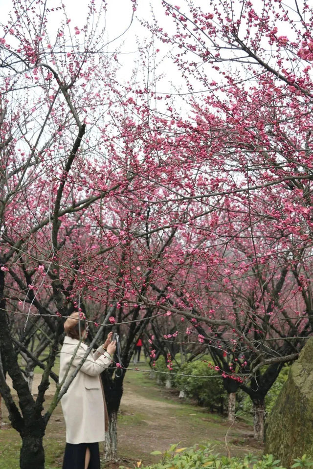 （收藏）開啟春天的浪漫，來一場踏春賞梅之旅~