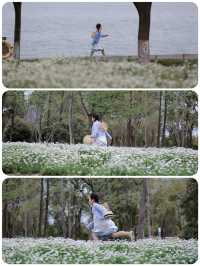虞美人跟風失敗後，我拍到了絕美小雛菊！