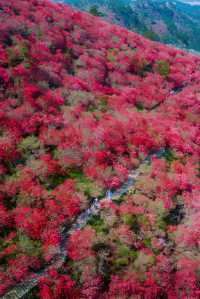 杜鵑花開了