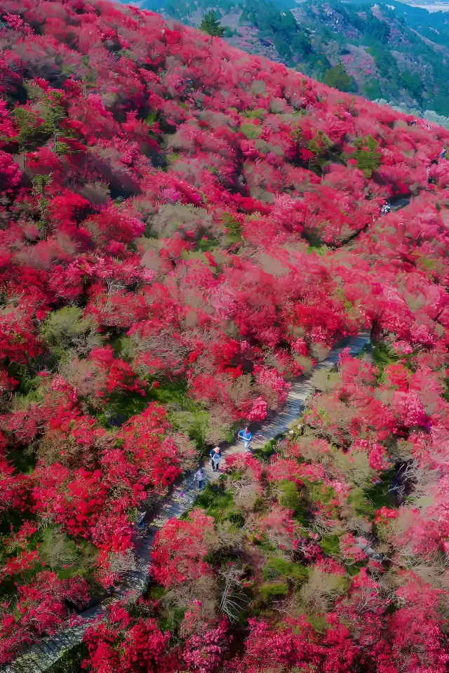 The azaleas are in bloom