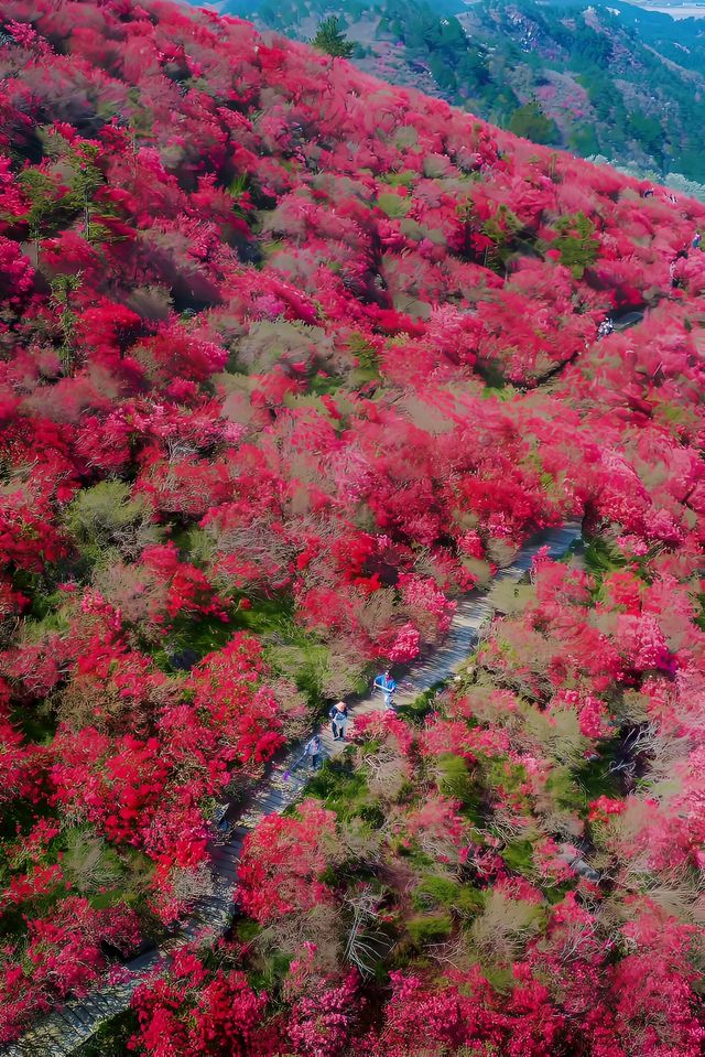 杜鵑花開了