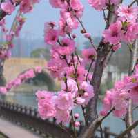 Zhongxiu Gardens Beauty 🌹🌺