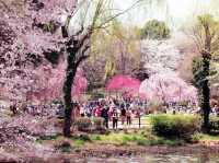 Yoyogi Sakura Admiring