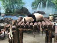 杭州動物園春天怎麼玩？一熊三節目圓圈轉！