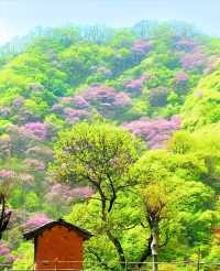 西安每週一山 適合小白 春日踏青賞花