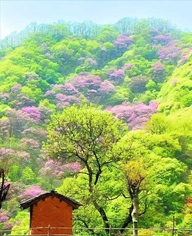 西安每週一山 適合小白 春日踏青賞花