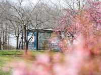  🌸🌿 Spring's Pink Splendor: Hejin Cherry Blossoms at Chenshan Botanical Garden 🌸🌿