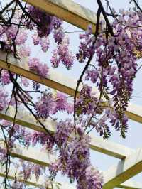 北京賞花｜暮春裡不一樣的美 不要錯過限定的紫藤花瀑