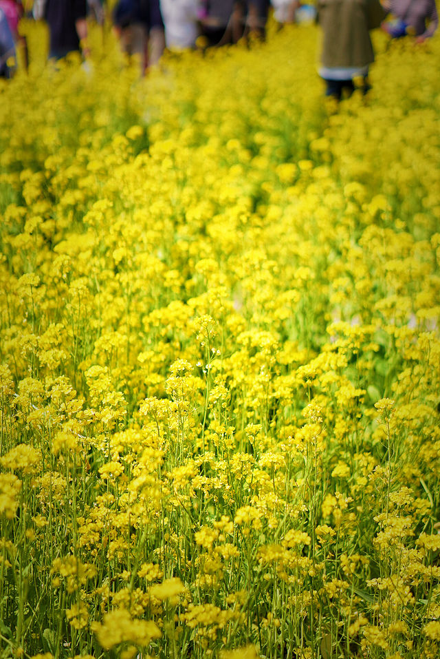 5月4日溫榆河實況｜油菜花開的好，人也多…