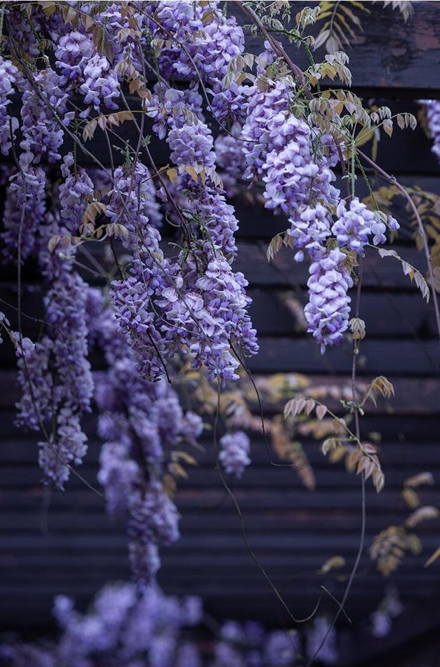 湘潭不可錯過的紫藤花瀑園