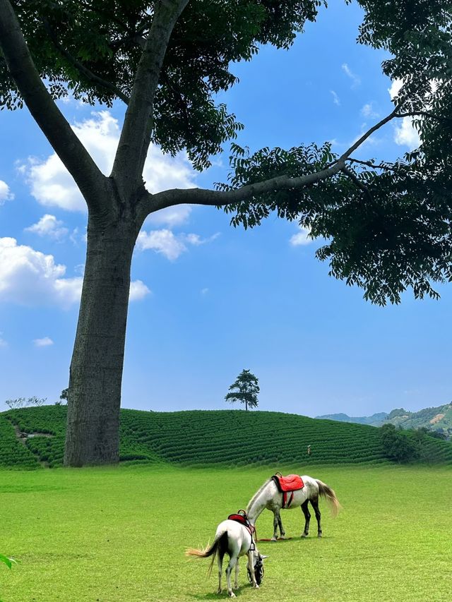 安吉你的美，我無法釋懷啊