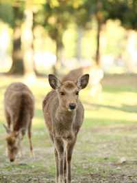 🏨✨ Nara's Historic Gem: Unveil a Century of Elegance 🦌🍁